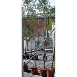 TIPTI 10L Alt.175/200 E