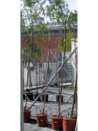 TIPTI 10L Alt.175/200 E