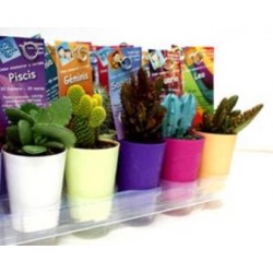 CRACA Band.30 1/1 COJZ...