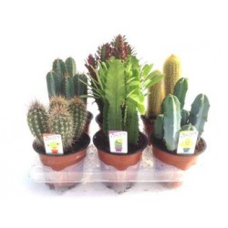 CACTU 13 E