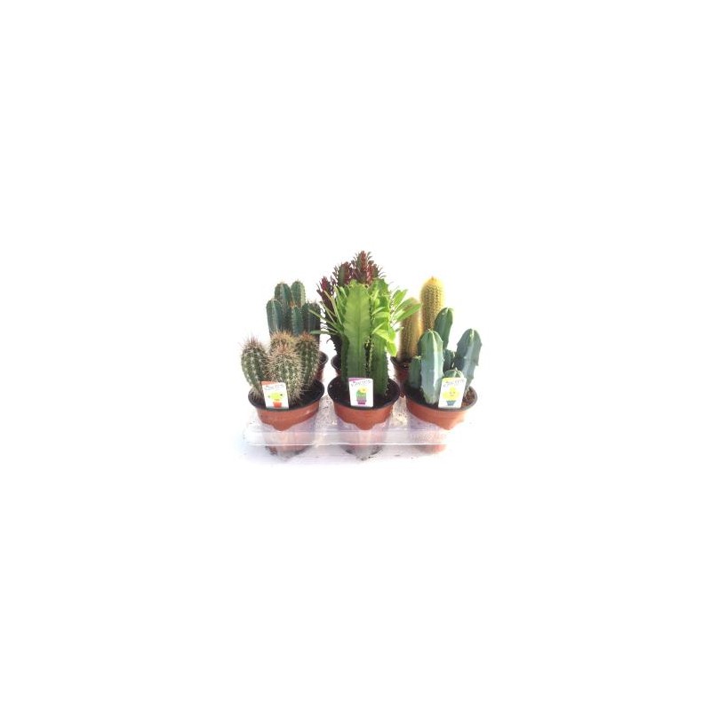 CACTU 13 E