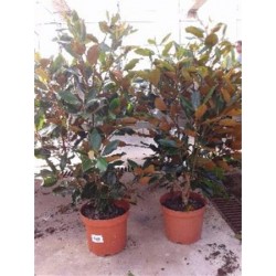 MAGNO 7,5L Alt.50/75 E