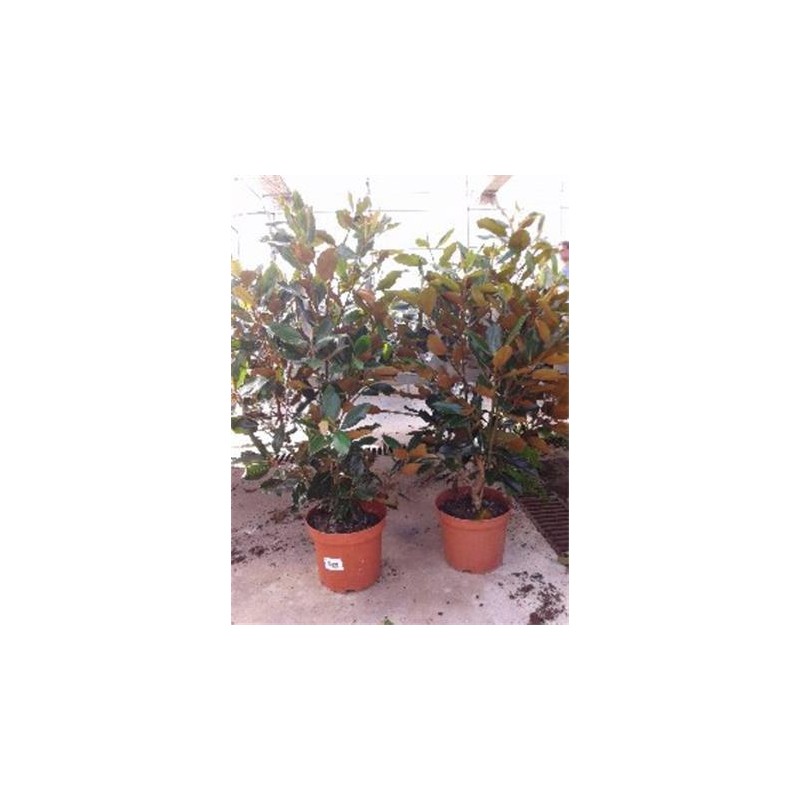 MAGNO 7,5L Alt.50/75 E