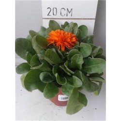 SALVA 15,5x15,5-2,5L...