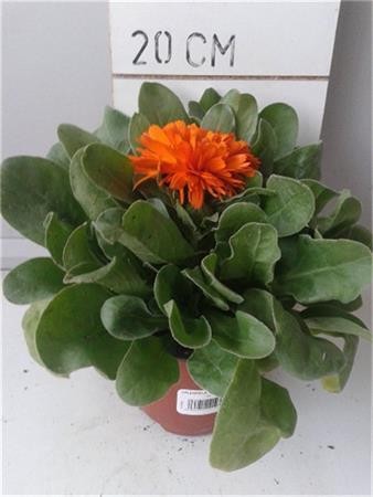 SALVA 15,5x15,5-2,5L Mediterránia