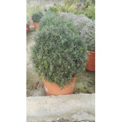 WESTI 8L Alt.30/40 E