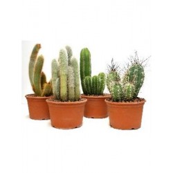 CACTU 22 Tarrina E