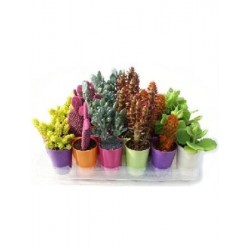 CRACA Band.30 B.Color Jack E