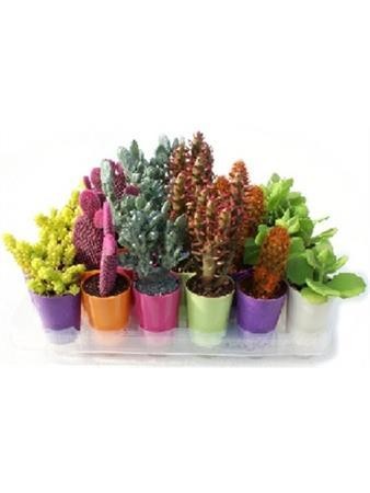 CRACA Band.30 B.Color Jack E