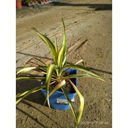 YUFCO 15,5x15,5:2,5L...