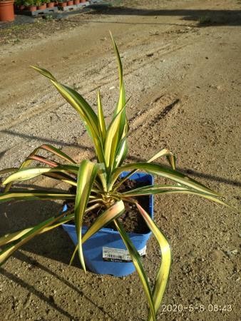 YUFCO 15,5x15,5:2,5L Mediterránia