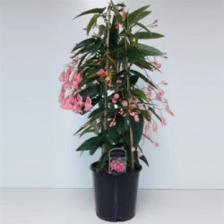 BEGMA 19 Piramd.60/80 H