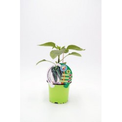 PIMIN 10,5 Pimient Injert...