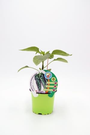 PIMIN 10,5 Pimient Injert Red B E