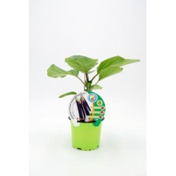 BERIN 10,5 Berenj Injert...