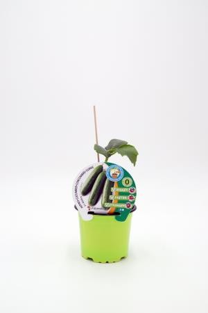 PEINJ 10,5 Pepino Injert Midios E