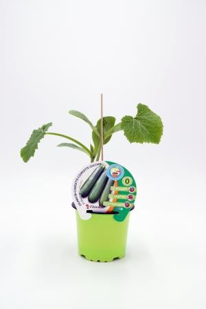 CALIN 10,5 Calabac Injert Zodia E