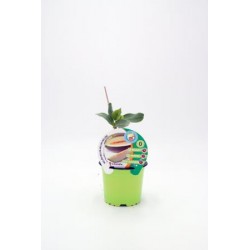 MEINJ 10,5 Melo Injert...