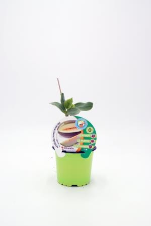 MEINJ 10,5 Melo Injert Tomillar E