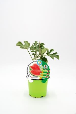 SAINJ 10,5 Sandi Injert Ingrid E