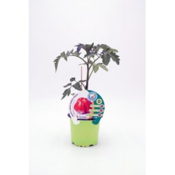 TOMIN 10,5 Tomate Injertado...