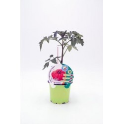 TOMIN 10,5 Tomate Injertado...