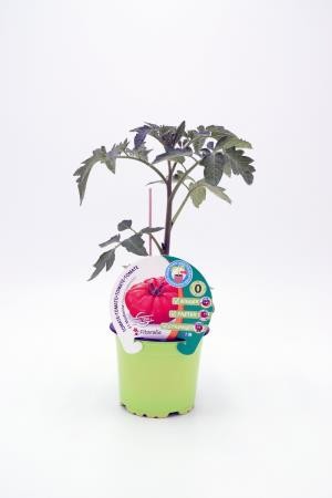 TOMIN 10,5 Tomate Injertado Mar E