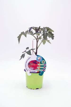 TOMIN 10,5 Tomate Injertado Raf E
