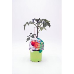 TOMIN 10,5 Tomate Injertado...