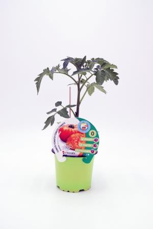 TOMIN 10,5 Tomate Injertado Ana E