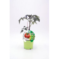 TOMIN 10,5 Tomate Injertado...