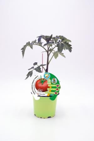 TOMIN 10,5 Tomate Injertado Mon E