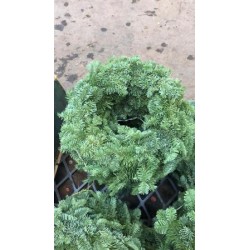 CONOR Corona Aro 30  E