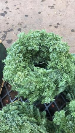 CONOR Corona Aro 30  E