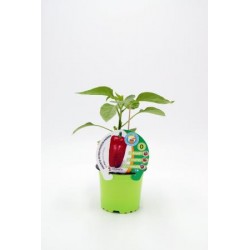 PIMIN 10,5 Pimient Injert...