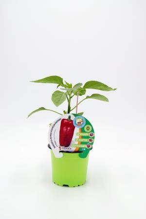 PIMIN 10,5 Pimient Injert Palio E