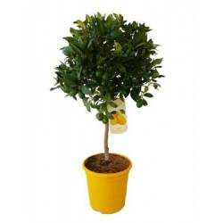 LIMEQ 5L TT Copa 90 E