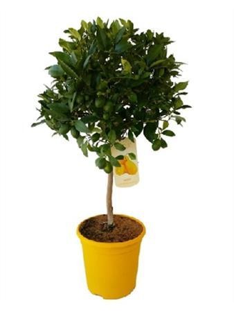 LIMEQ 5L TT Copa 90 E