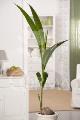 COCOS 19 Alt.125/150 H