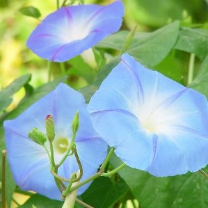 IPOME 2,5L 3 Caña/tutor 70