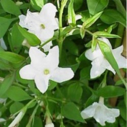 JAOFI 5L 3caña/tut.120