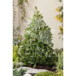 LAURE 5L Alt.100/125 E