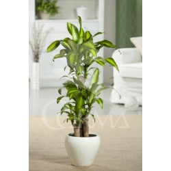 DRMAS 24  Tro.30/60/90 E