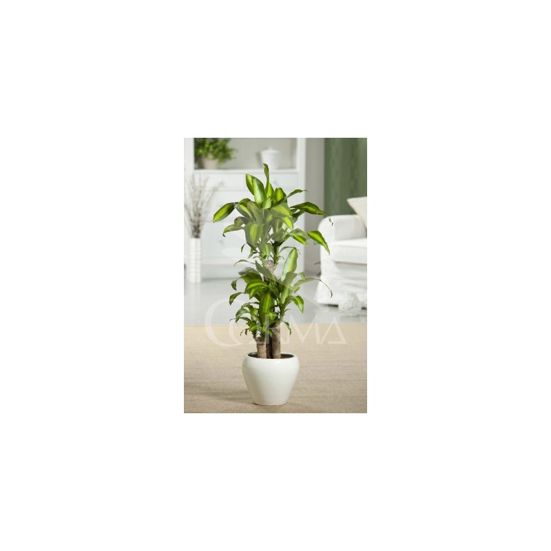 DRMAS 24  Tro.30/60/90 E