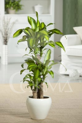 DRMAS 24  Tro.30/60/90 E