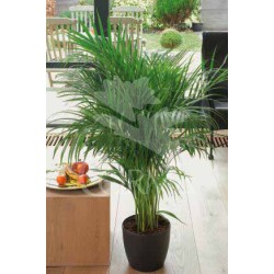 ARECA 17 Alt.60/80 H