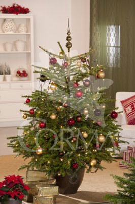 ABETO 5L Alt.125/150 E