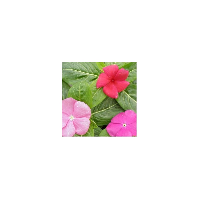 VINCA 10,5 cm