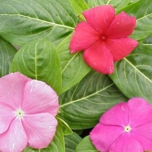 VINCA 10,5 E