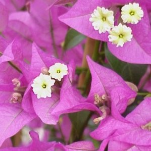 BOUGA 13 1caña/tut.60